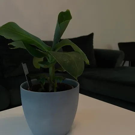 Luxury In Apartment Munich